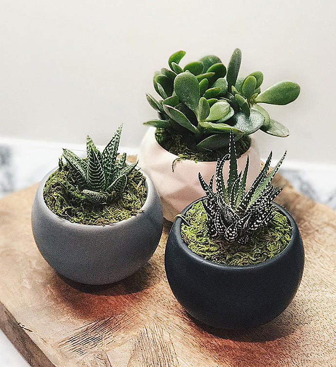 Magnetic Succulent Trio by Real Simple®